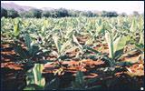 Benefits in Agriculture