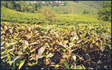 Plantation of Trees
